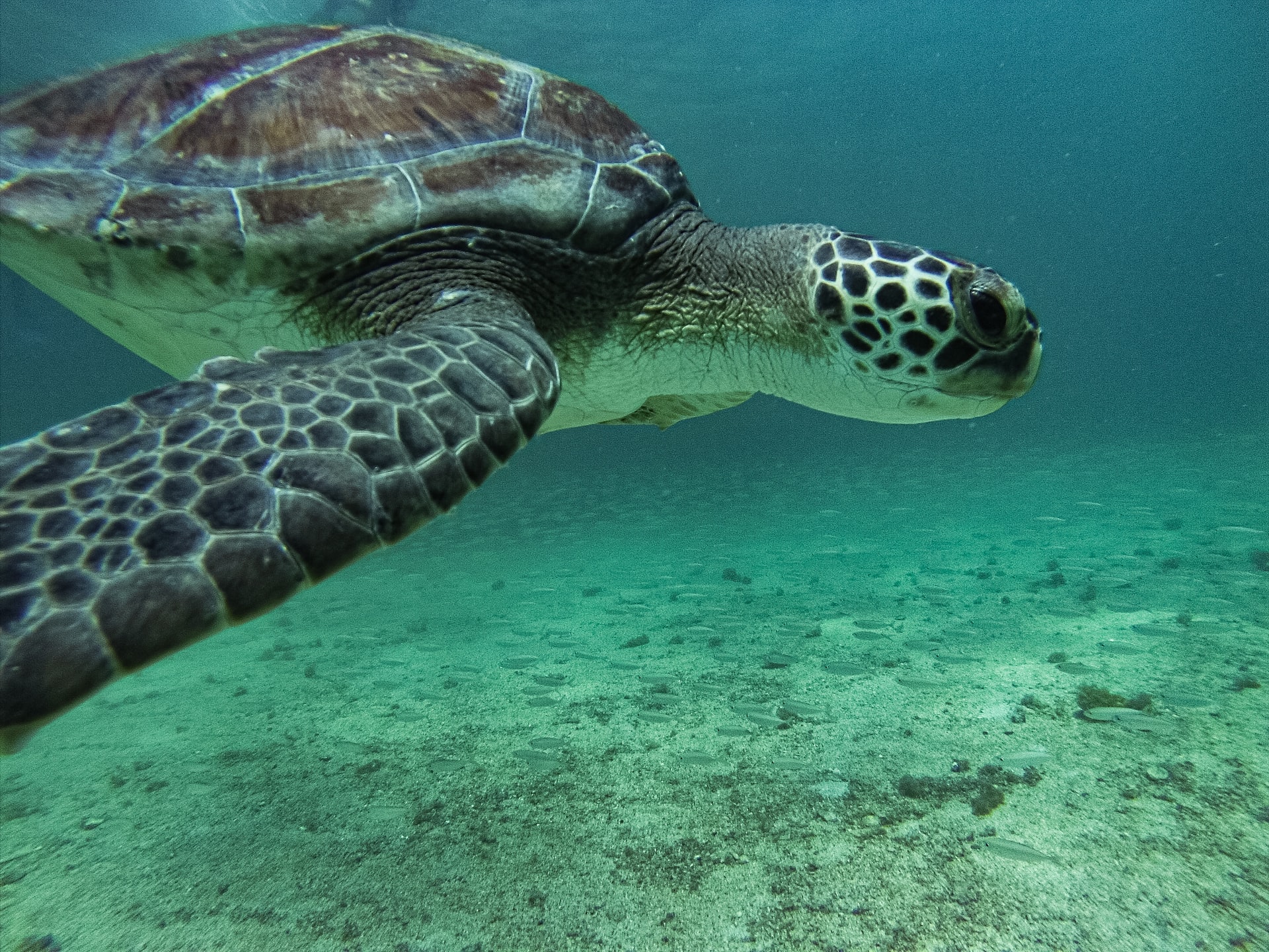 Instead of killing a turtle to sell its body parts, the country could now use the species to attract tourism, a much more sustainable and low-impact source of profit.