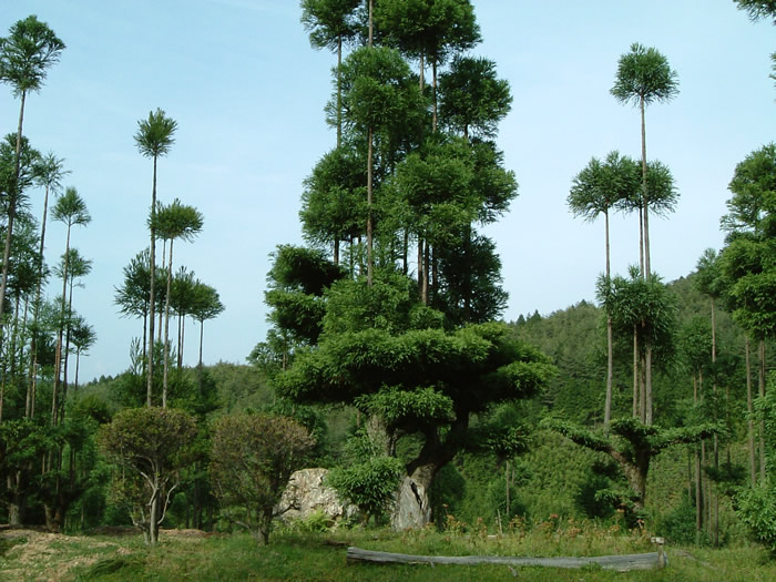 The daisugi looks very peculiar, so even when demand for the lumber dropped off in the 16th century demand for them in ornamental gardens kept the forest wardens busy.