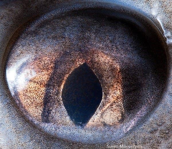Sterlet fish have oddly shaped pupils.
