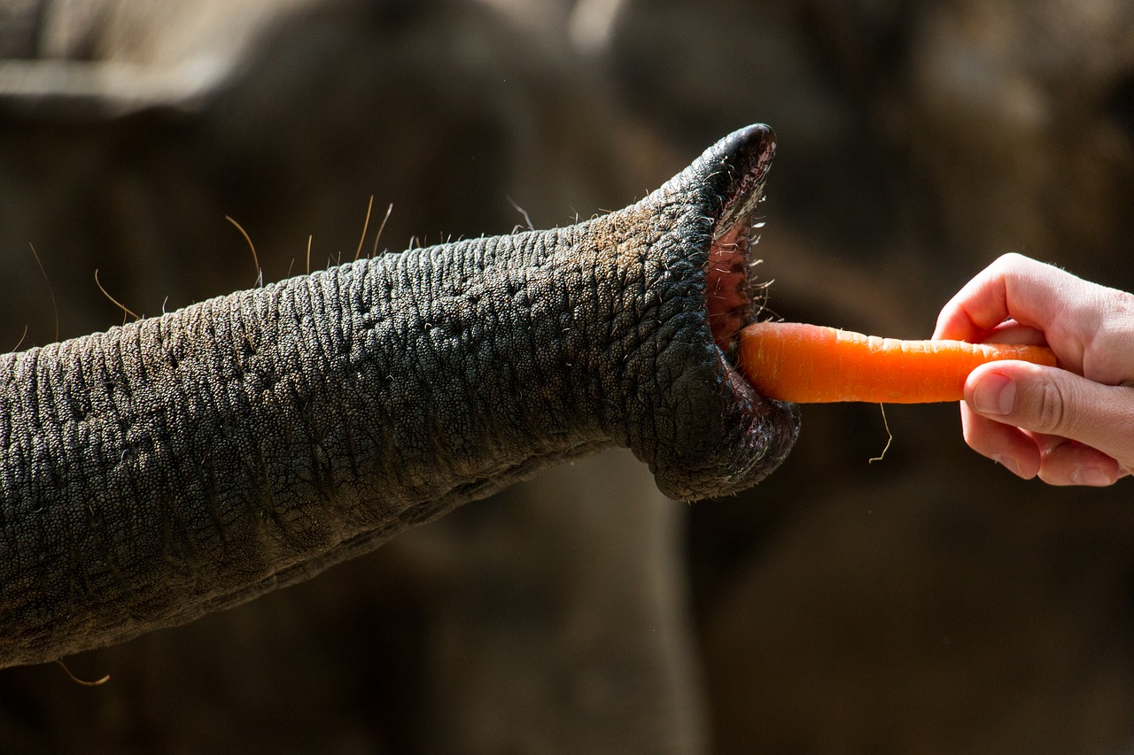 An adult elephant can eat for up to 16 hours a day and will consume around 600 lbs/272 kgs of vegetable matter.