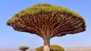 20 of the most spectacular trees from around the world