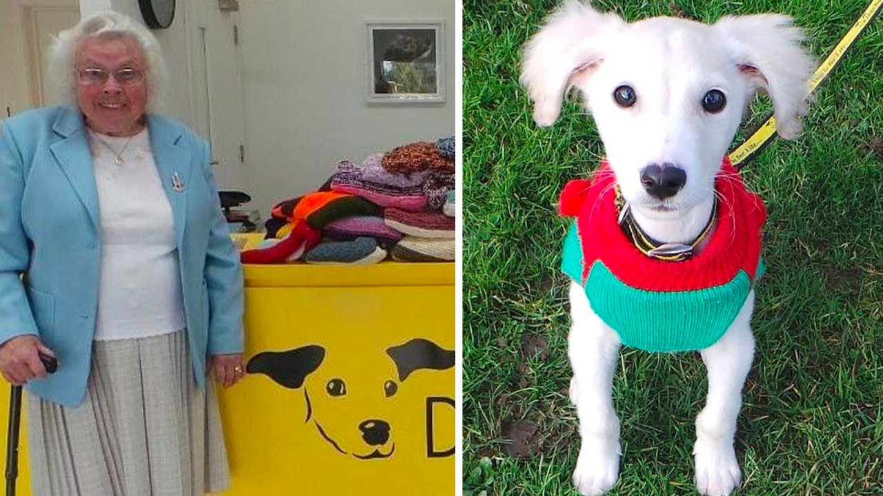 89-Year-Old Woman Has Knitted 450 Blankets &#038; Sweaters For Shelter Dogs