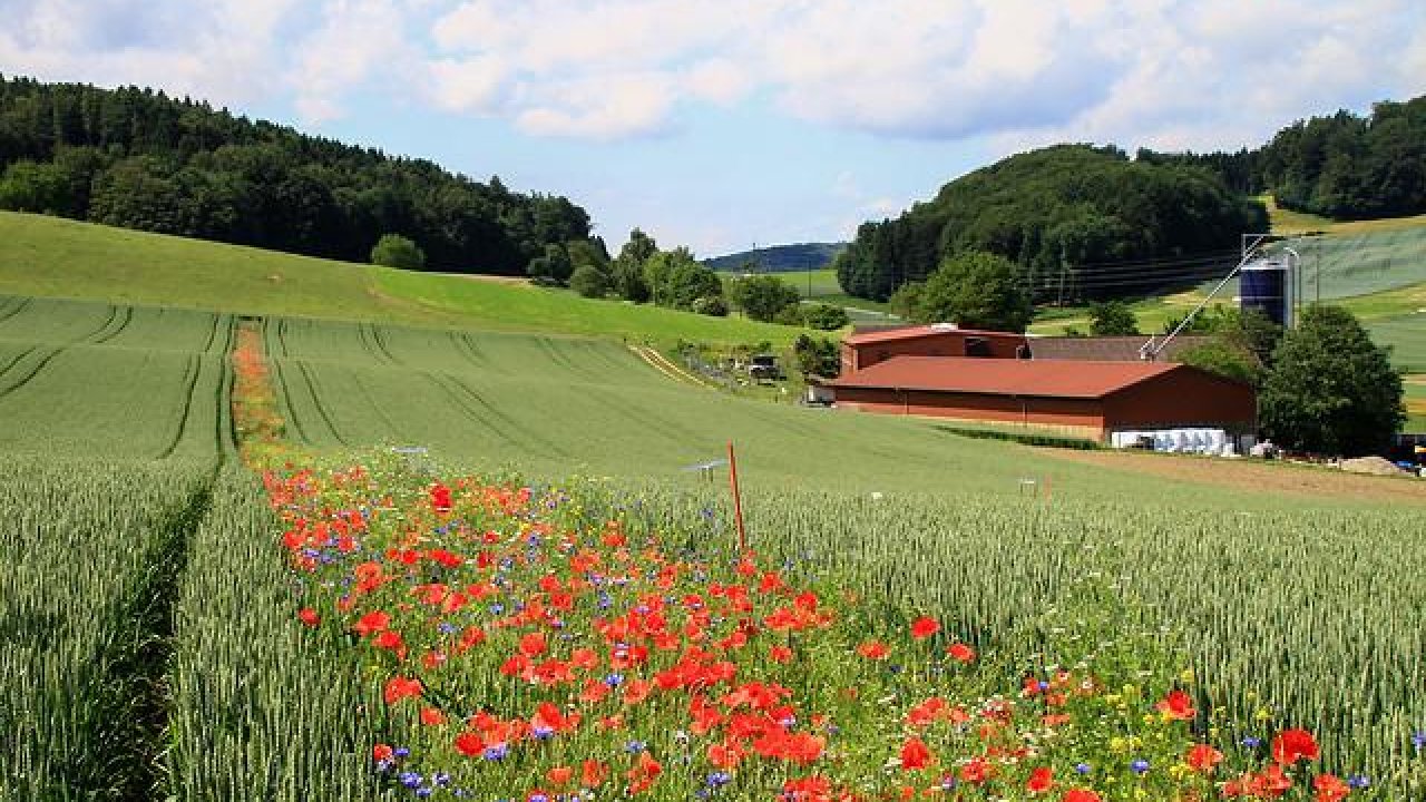 Why Farmers Are Using Flowers Instead Of Chemicals To Tackle Pests