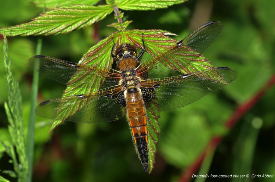 These include dragonflies, damselflies, water beetles and pond snails, and offers a breeding site for newts and frogs.