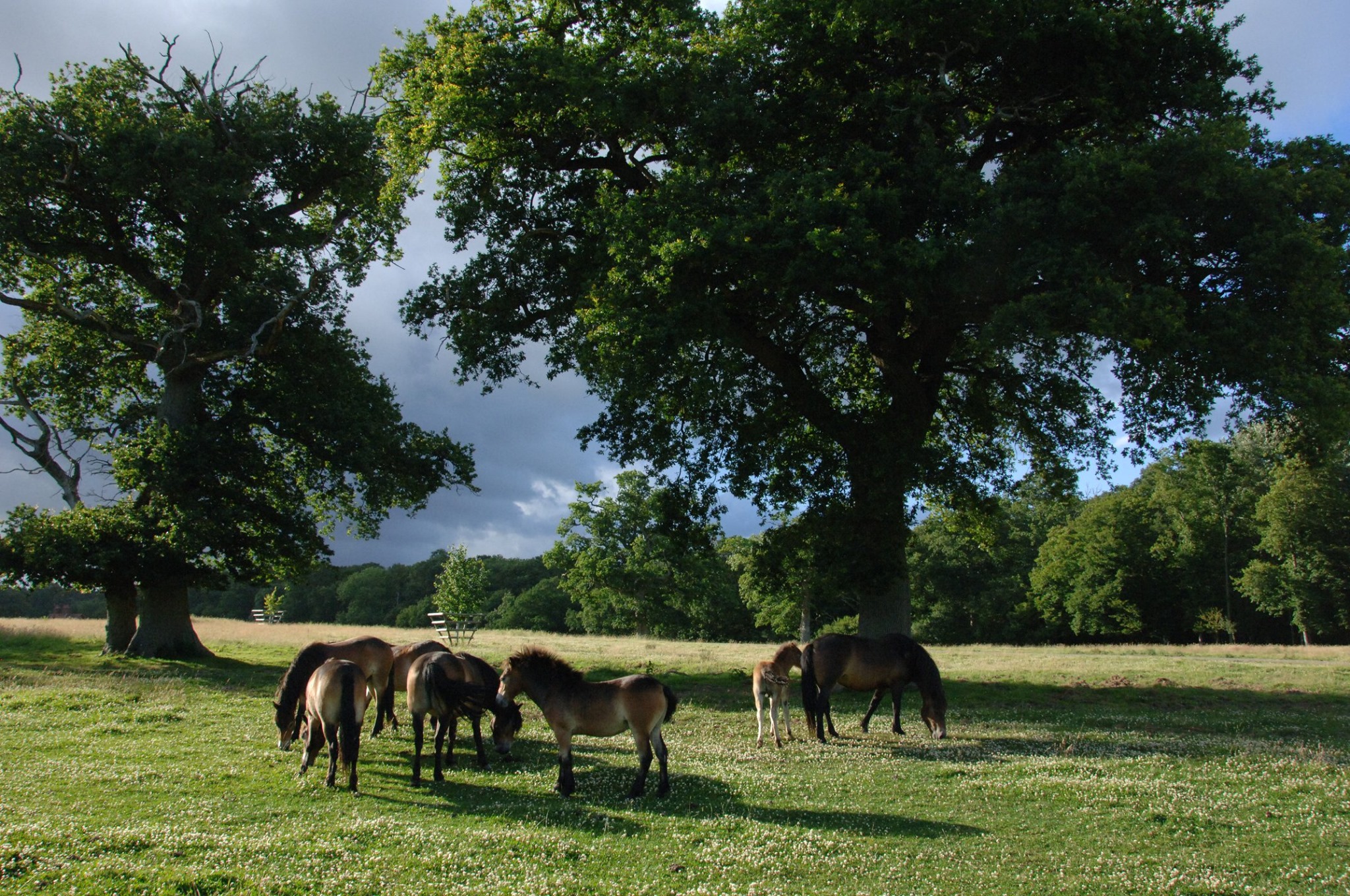 One function that grazing animals would have performed in the past is the transference of nutrients across the landscape. Each animal has different plant associations. Herds of Longhorn Cattle, Exmoor Ponies, Tamworth Pigs, Red Deer, Fallow Deer and Roe Deer all roam free at Knepp.