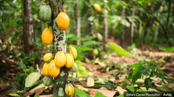 Have you ever seen cacao grow in such a beautiful, natural habitat?