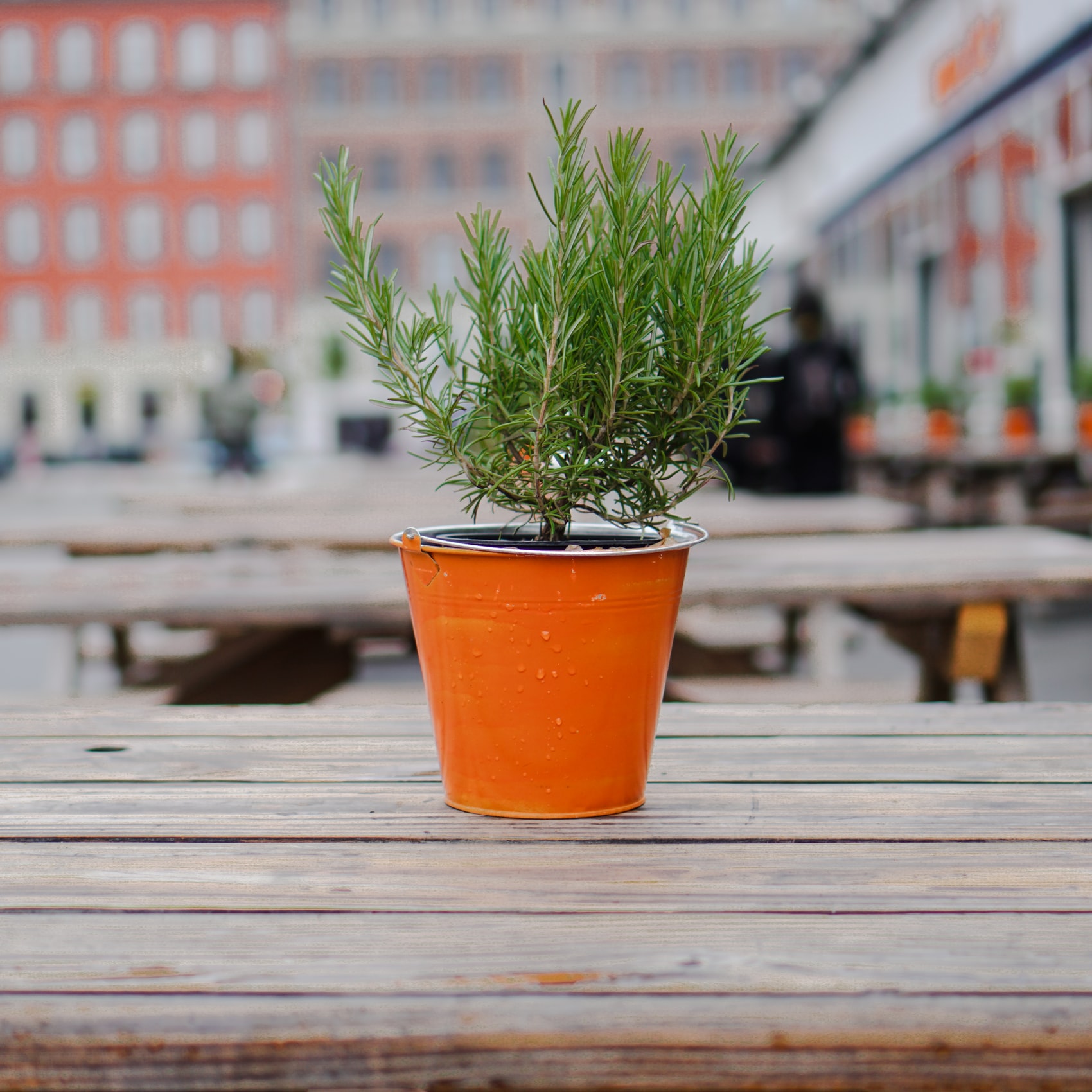 Rosemary will protect your vegetable plants by repelling a wide variety of bugs that will want to feed on the plants you’re growing and plan to eat. Keep them back with rosemary.