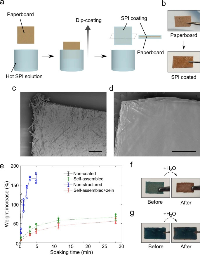 a Schematic illustration of the coating process. A piece of paperboard was dipped in the SPI solution and pulled out slowly, leading to the formation of a gel coating its surface. The paperboard was allowed to dry at room temperature to achieve an anhydrous thin layer of coating. b Optical images of paperboards before and after SPI coating. c, d SEM images of paperboard without (c) and with (d) SPI coating. Scale bars represent 500 μm. e Water uptake of the treated and untreated paperboards measured over 30 min studied through gravimetry. The indicated error bars represent the s.d. of the average of three independent measurements. f, g Colour changes of CoCl2-stained paperboards before and after immersing in water for 5 s. The paperboard was prepared without (f) and with (g) SPI coating, respectively.