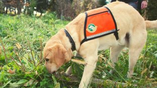 Scent-detectives: How Conservation Dogs Are Sniffing Out Species Humans Can’t See