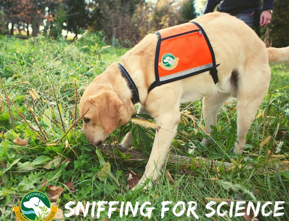 Scentdetectives How Conservation Dogs Are Sniffing Out Species Humans