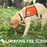 Scent-detectives: How Conservation Dogs Are Sniffing Out Species Humans Can’t See