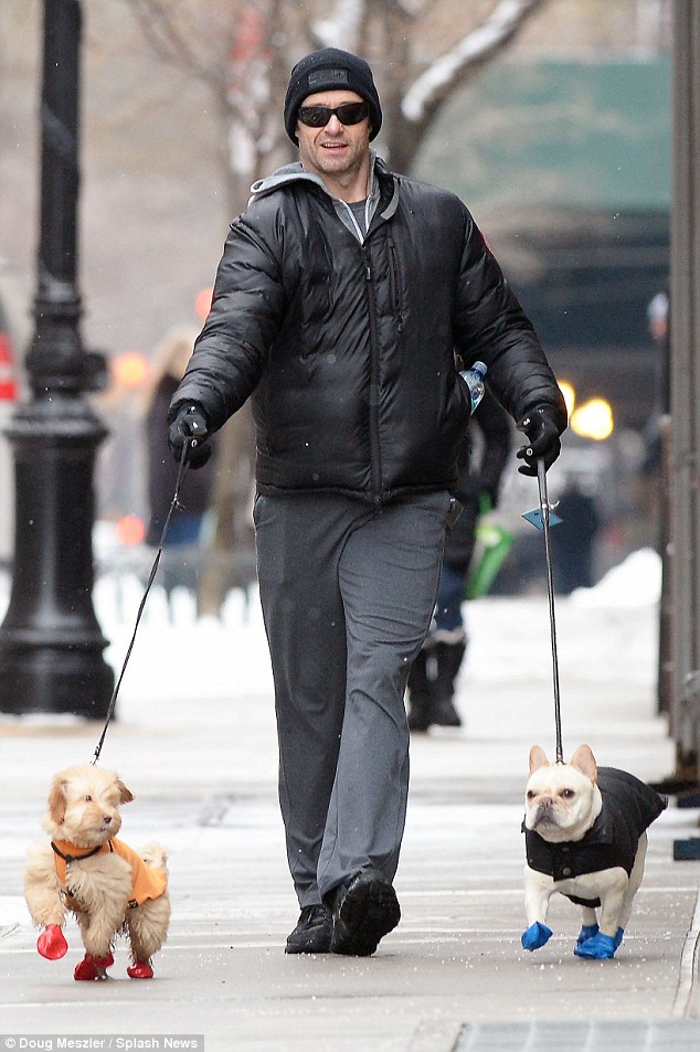 Esta foto se hizo viral cuando Jackman sacó a sus caninos a la calle con nieve y les vistió de este modo.