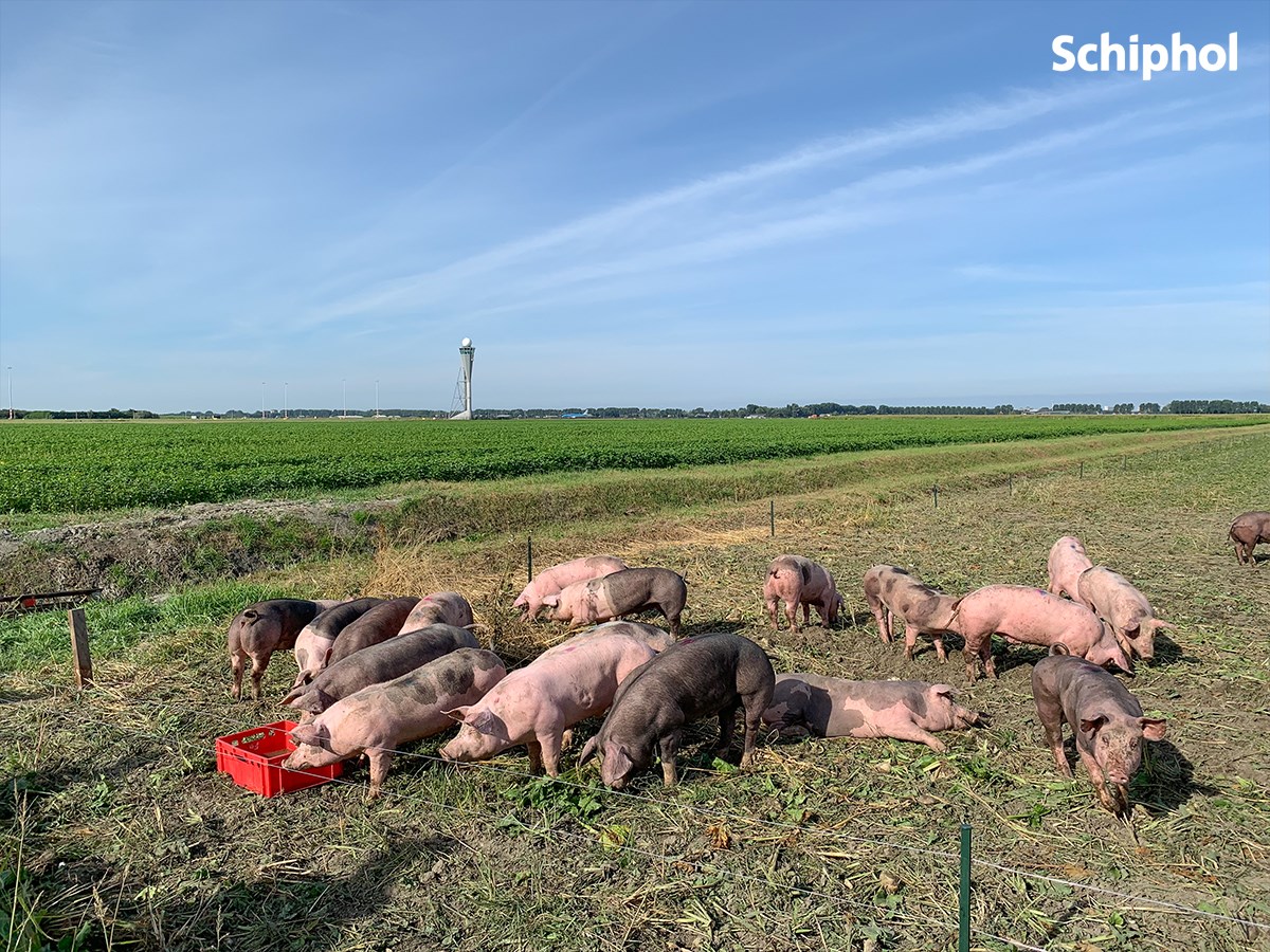 Officials hope they will eat the harvest leftovers before the birds move in. The pigs have almost two kilometres of farmland to roam. To find out how many birds the pigs scare away, a second area of similar size will be left alone and the coming weeks, bird activity in the area with the pigs will be compared to the reference plot.