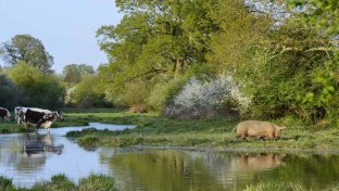 Knepp Wildland: the West Sussex rewilding success story