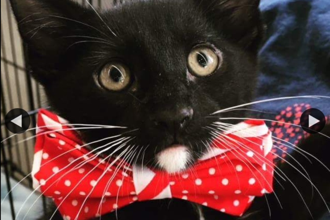 Moggies get the bow tie treatment too.