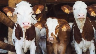 Comer la mitad de carne de vaca podría reducir a la mitad la deforestación para 2050