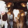 Comer la mitad de carne de vaca podría reducir a la mitad la deforestación para 2050