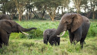 Elephant baby boom in Kenya’s Amboseli National Park — 140 Born (including Rare Twins)