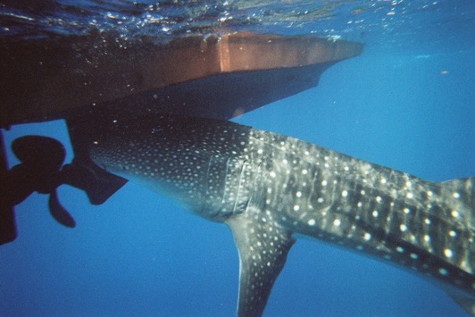 Oil remains can harm all different types of animals including Whale Sharks.