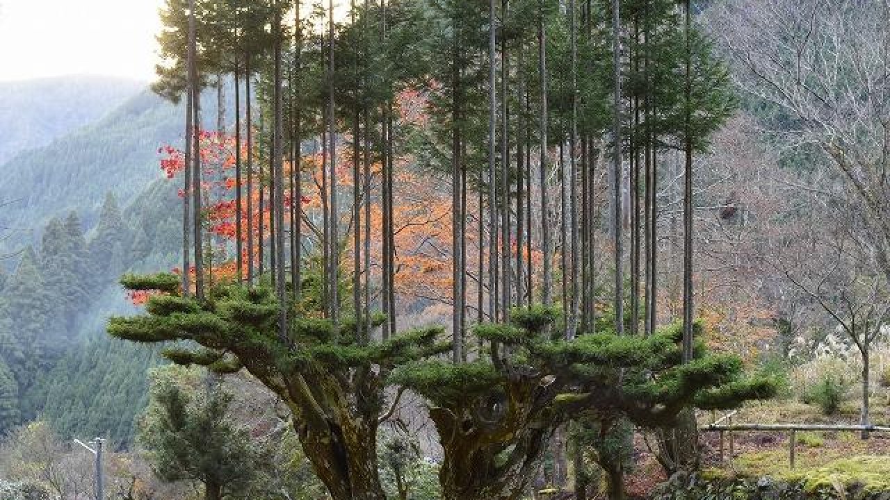 Daisugi: the ancient Japanese art of growing trees on top of other trees