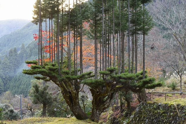 Daisugi is a Japanese forestry technique where specially planted cedar trees are pruned heavily (think of it as giant bonsai) to produce 