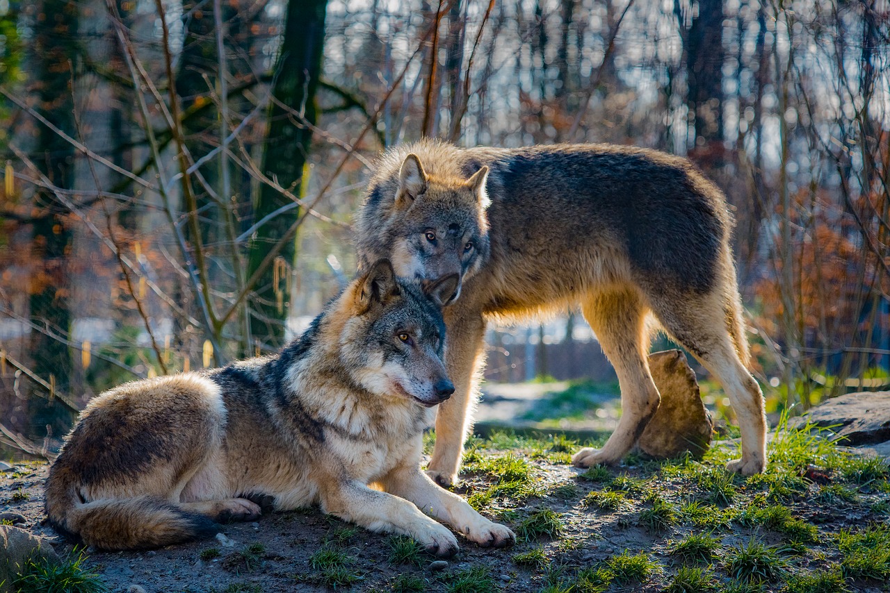 Often portrayed as devious tricksters in popular folklore, wolves have a family life that is actually more loyal than most human relationships.