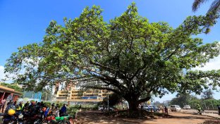 Kenyan president saves 100-year-old fig tree from highway