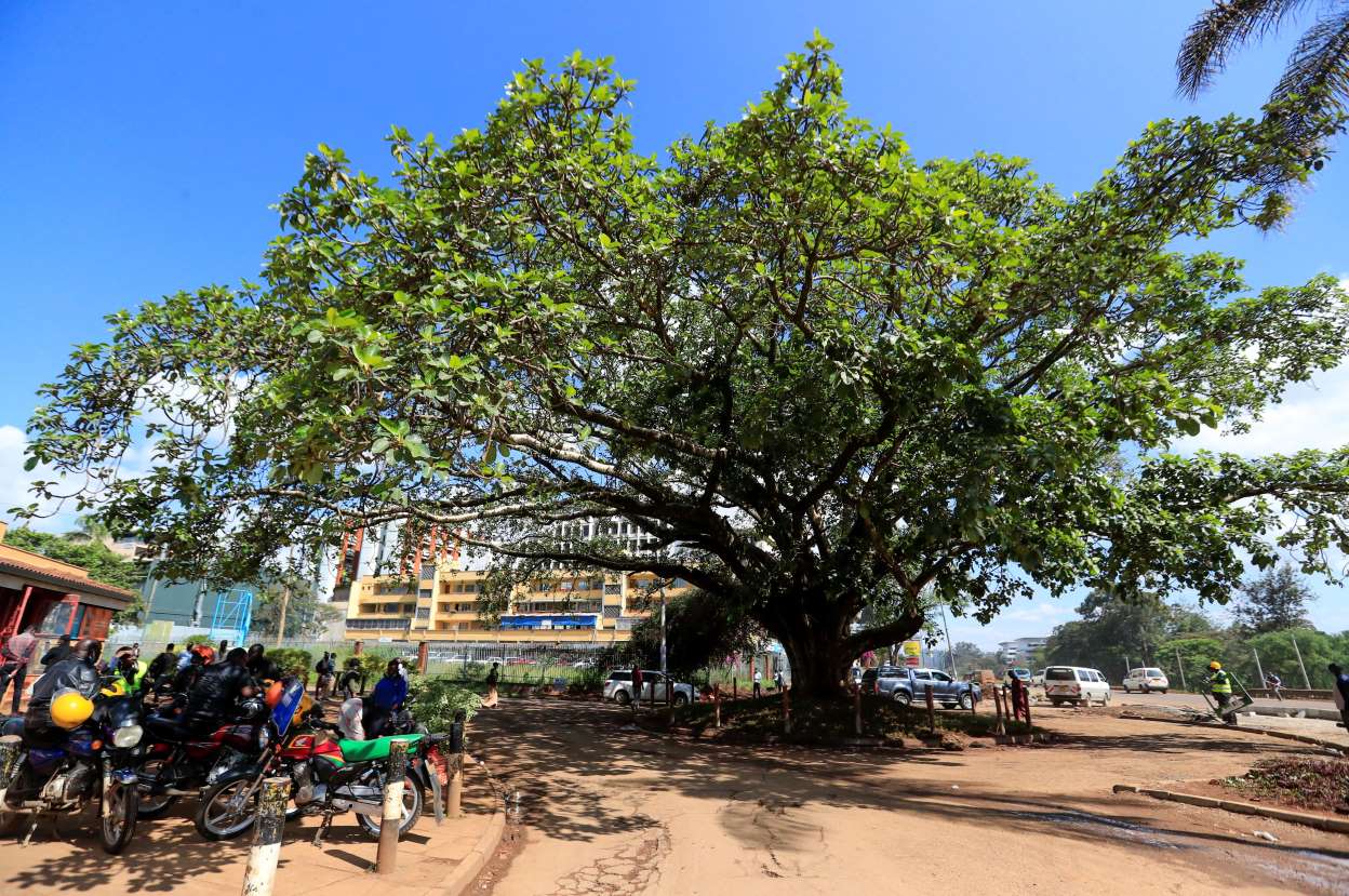 Kenya’s President Uhuru Kenyatta has issued a decree to save a much-loved century-old fig tree from being cut down to make way for a Chinese-funded highway in the capital Nairobi.