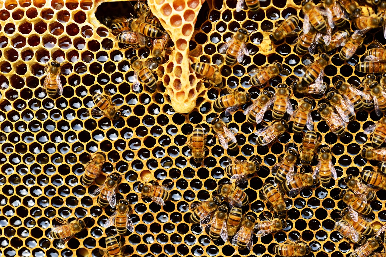 Honing wordt gemaakt door bijen die nectar uitbraken en deze via hun mond aan elkaar doorgeven, alvorens deze in een honingraat te deponeren en te verzegelen. Bijen gebruiken het als winter voedsel.