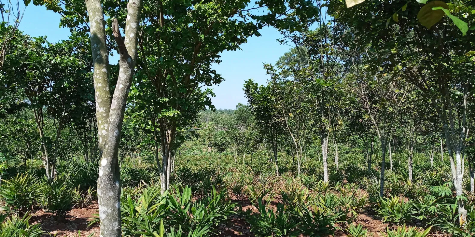 mixed with Alpinia galanga and honey bee husbandry in the FORDIA Research Forest in Parungpanjang, Bogor Regency, Indonesia.