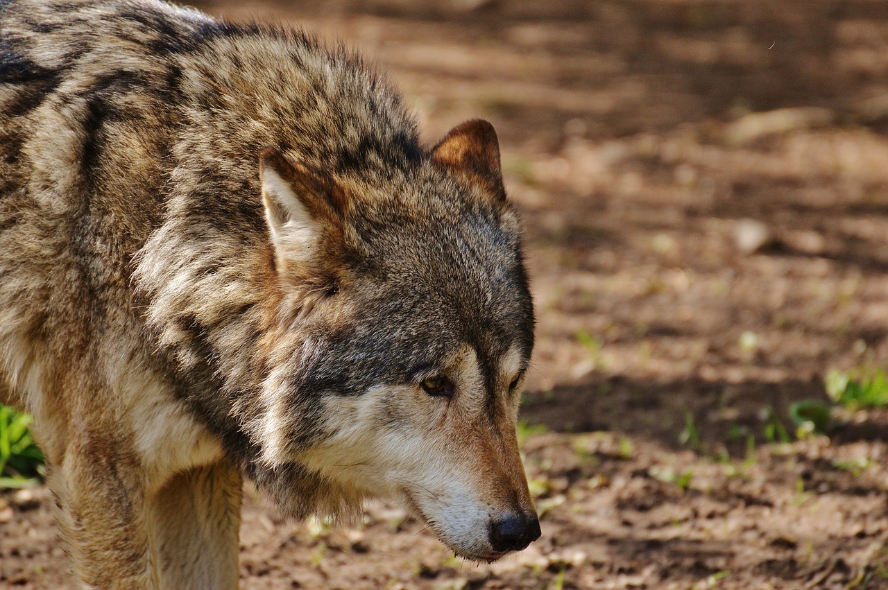 Wolves communicate via many means. The most common are body postures, gestures, and soft sounds, such as when a dominant wolf meets a submissive one.