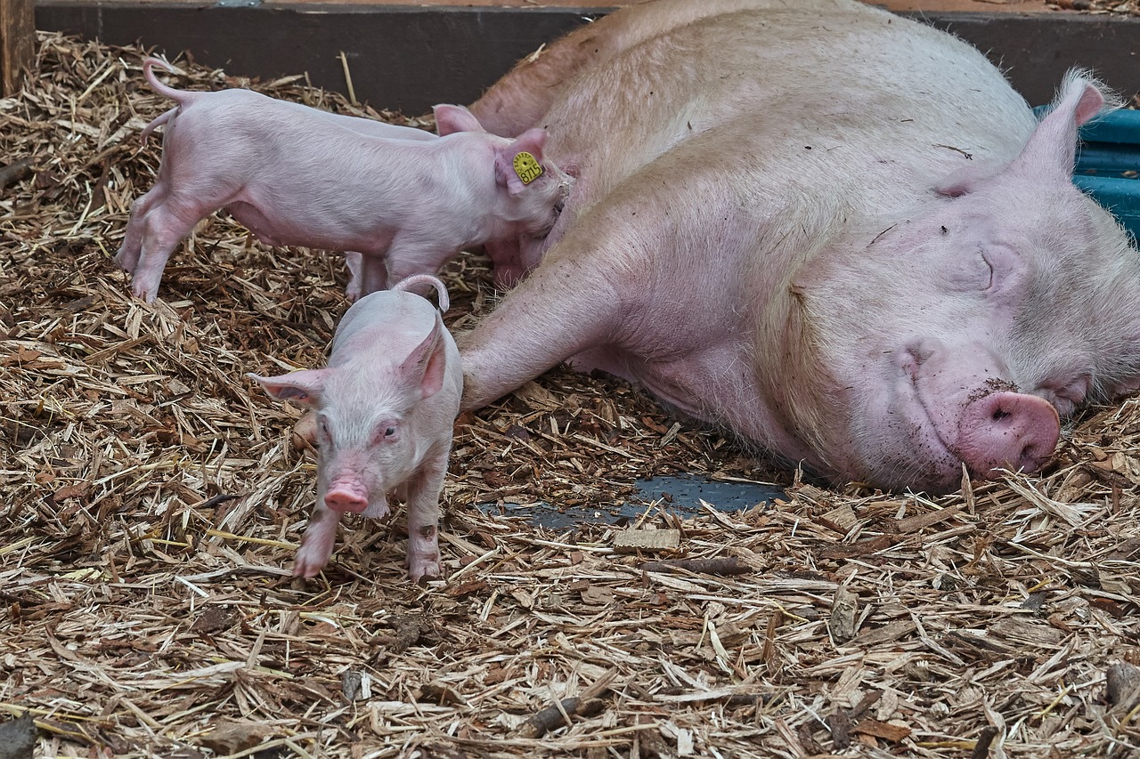 In the wild, the mother pig builds a nest for her unborn babies in a place she thinks will be safe for them. Mother pigs get anxious when they are separated from their babies and mourn when they are taken away.