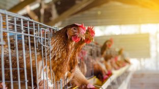 El Parlamento Europeo planea eliminar las jaulas para animales de granja