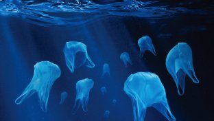 What’s the difference between degradable, biodegradable and compostable plastic bags?