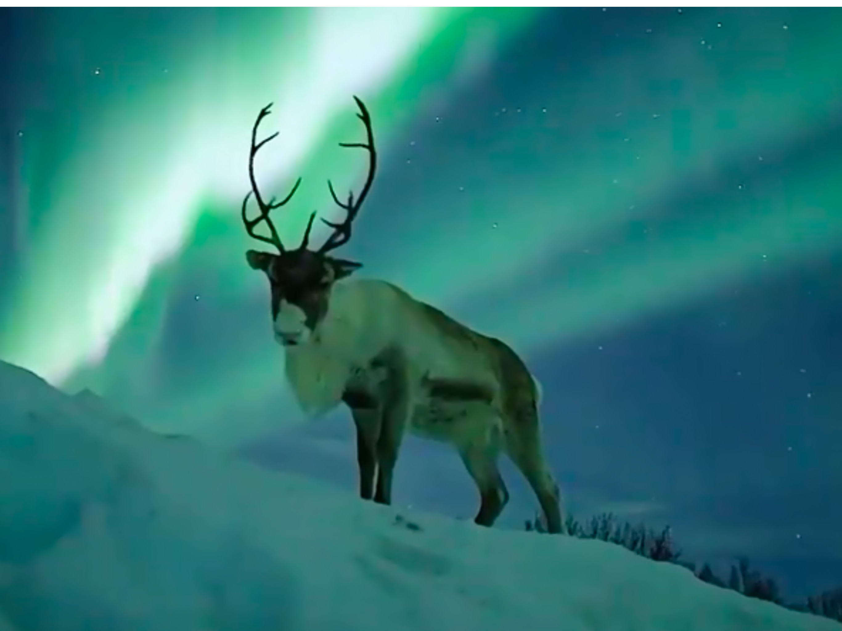 On Sunday 14 December (2020), Aurora Borealis Observatory uploaded a video to Facebook showing a reindeer, its magnificent antlers clearly visible against the backdrop of an electric-green night sky. For full details of this story, to watch the video, and see lots more stunning images, click source:?