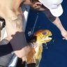 Brazilian boating buddies save turtle from plastic trash tangle