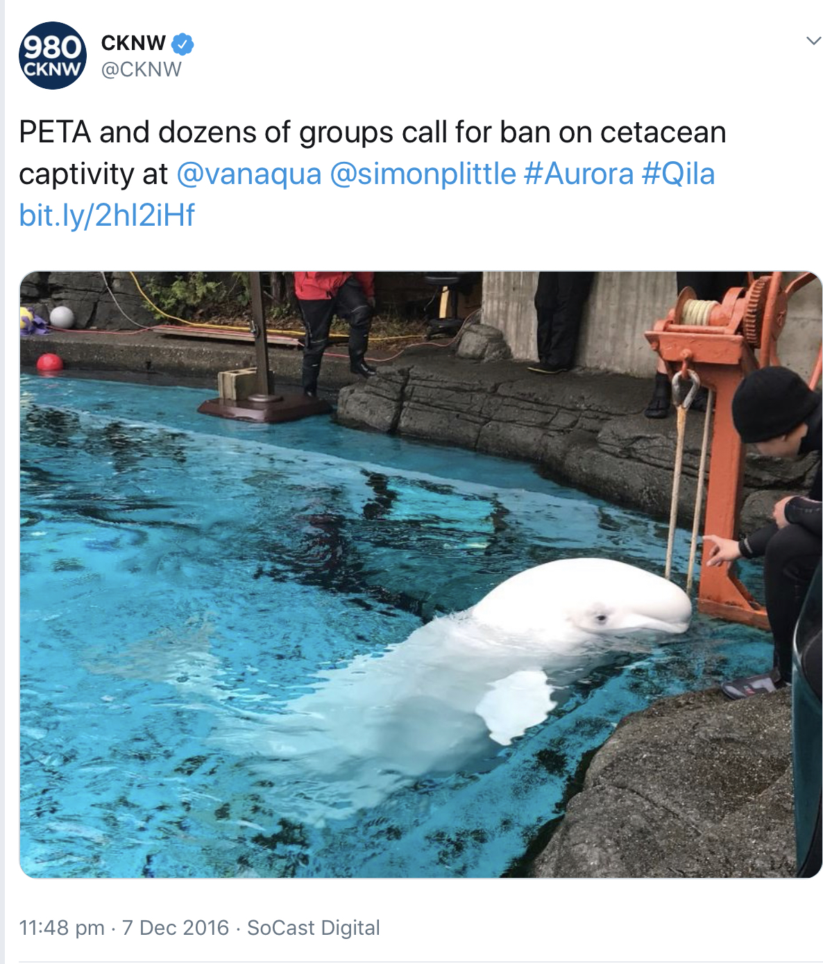 The initial motion was introduced after the two remaining beluga whales at the Vancouver Aquarium died in November 2016. Aurora, who was 29 years old, passed away only nine days after the death of her calf, 21-year-old Qila. Following their deaths, animal rights groups and activists called on the Vancouver Park Board to prohibit cetacean captivity in order to end the tragic and unnecessary suffering endured by animals like these belugas.