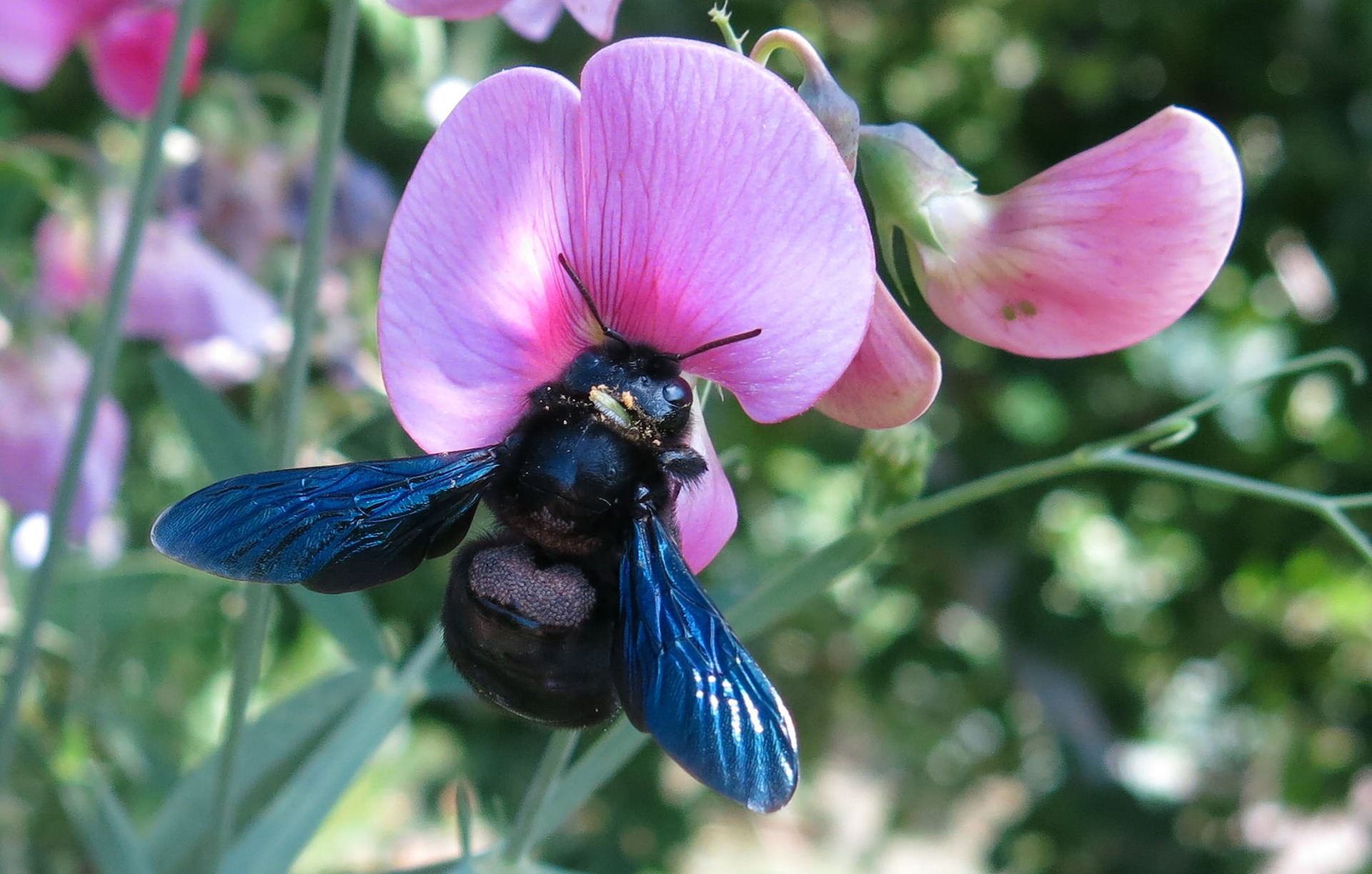 The Apidae family is perhaps the most well known of bee families, with familiar members such as the honeybee, carpenter bee (pictured), and bumblebee. All bees have stiff hairs and pockets on their legs that allow them to collect more pollen and be more efficient transporters of it between plants.