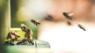 U.S. report bumper bee bonanza — Honeybee numbers on the increase in multiple U.S. states
