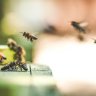 U.S. report bumper bee bonanza — Honeybee numbers on the increase in multiple U.S. states