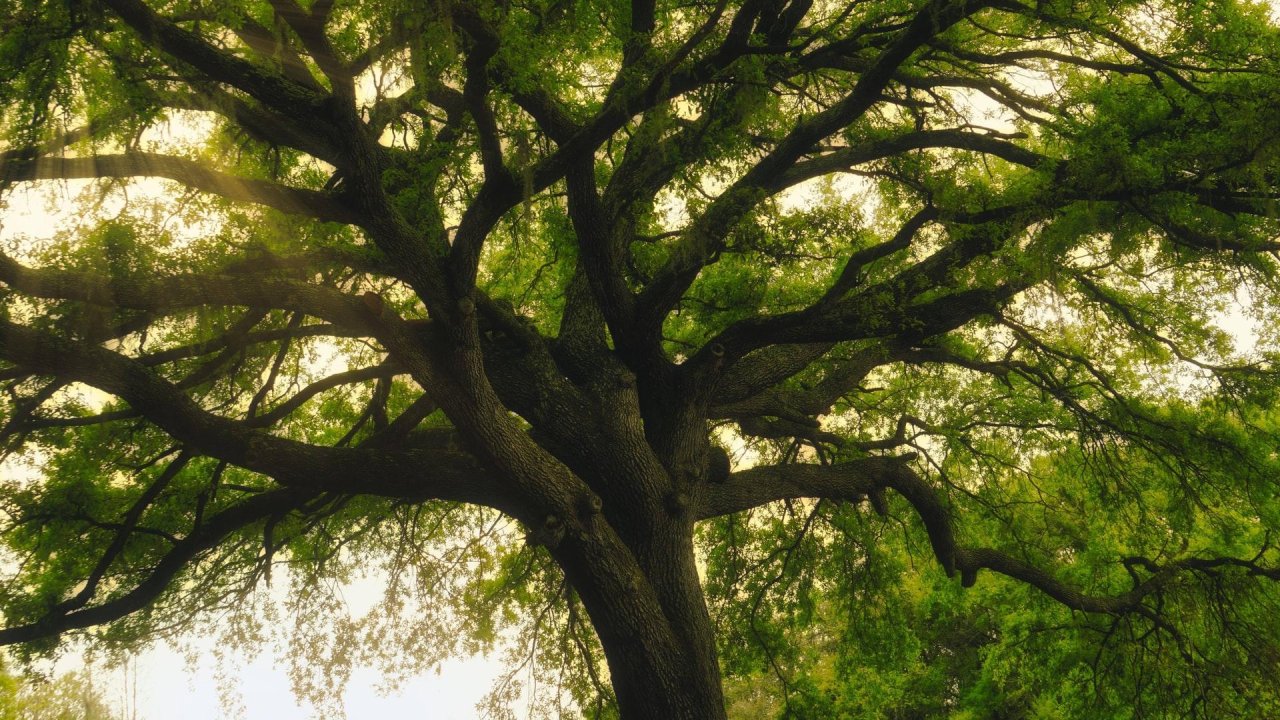 Old oak trees &#8216;learn&#8217; to raise CO2 absorption when there’s more in the atmosphere, study finds