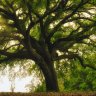 Old oak trees &#8216;learn&#8217; to raise CO2 absorption when there’s more in the atmosphere, study finds