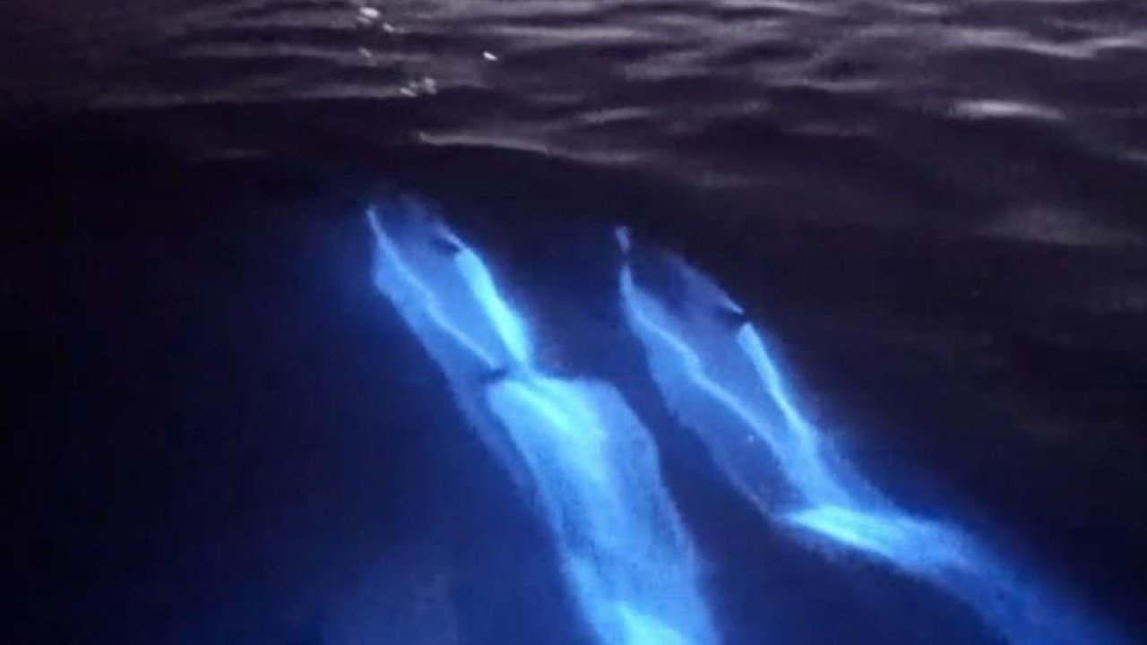 If these glowing dolphins hadn’t been caught on camera you would never believe it!