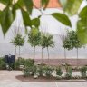 Pocket parks are sprouting up in Athens to tackle pollution and heat