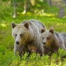 Europe’s wild mammal populations are making a comeback thanks to conservation efforts