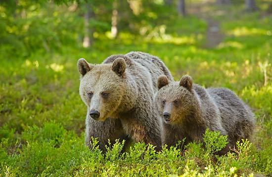 Su hábitat se extiende desde el oeste de España hasta el este de Rusia y desde el norte de Escandinavia hasta el sur de Rumanía y Bulgaria. En Francia los osos están en peligro crítico de extinción. No hay muchos osos salvajes en Europa Central y ninguno en las Islas Británicas.