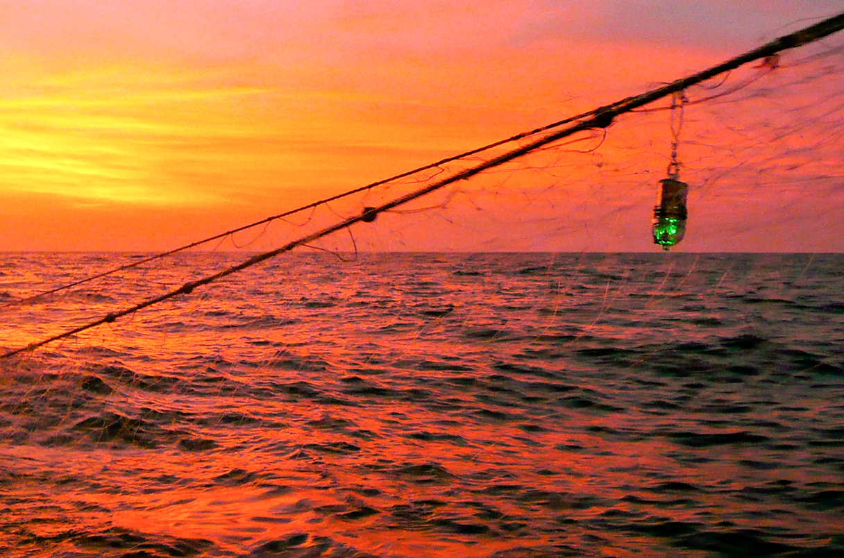 Many coastal fishers use gillnets, which hang in the water like chain-link fences, to bring in their catches. The nets—which can drift for hours or days—don’t discriminate between desirable and undesirable species, which are often tossed overboard with fatal injuries. This “bycatch” contributes significantly to the global declines of species including dolphins and sea turtles, and it slows down fishers’ daily operations. IMAGE: JESSE SENKO