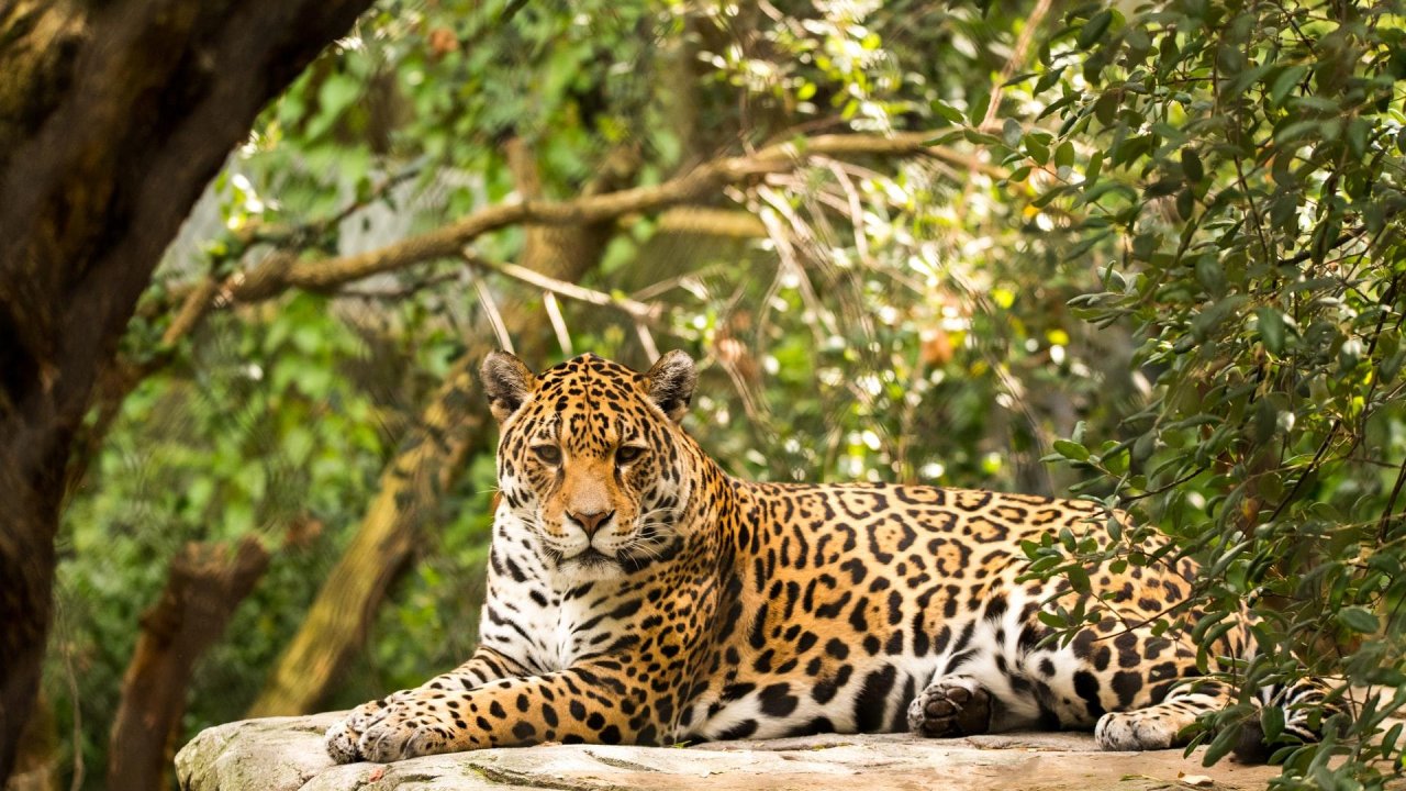 Mexico’s jaguar population up 20% in 8 years — proving national conservation strategies really work