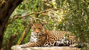 Mexico’s jaguar population up 20% in 8 years — proving national conservation strategies really work