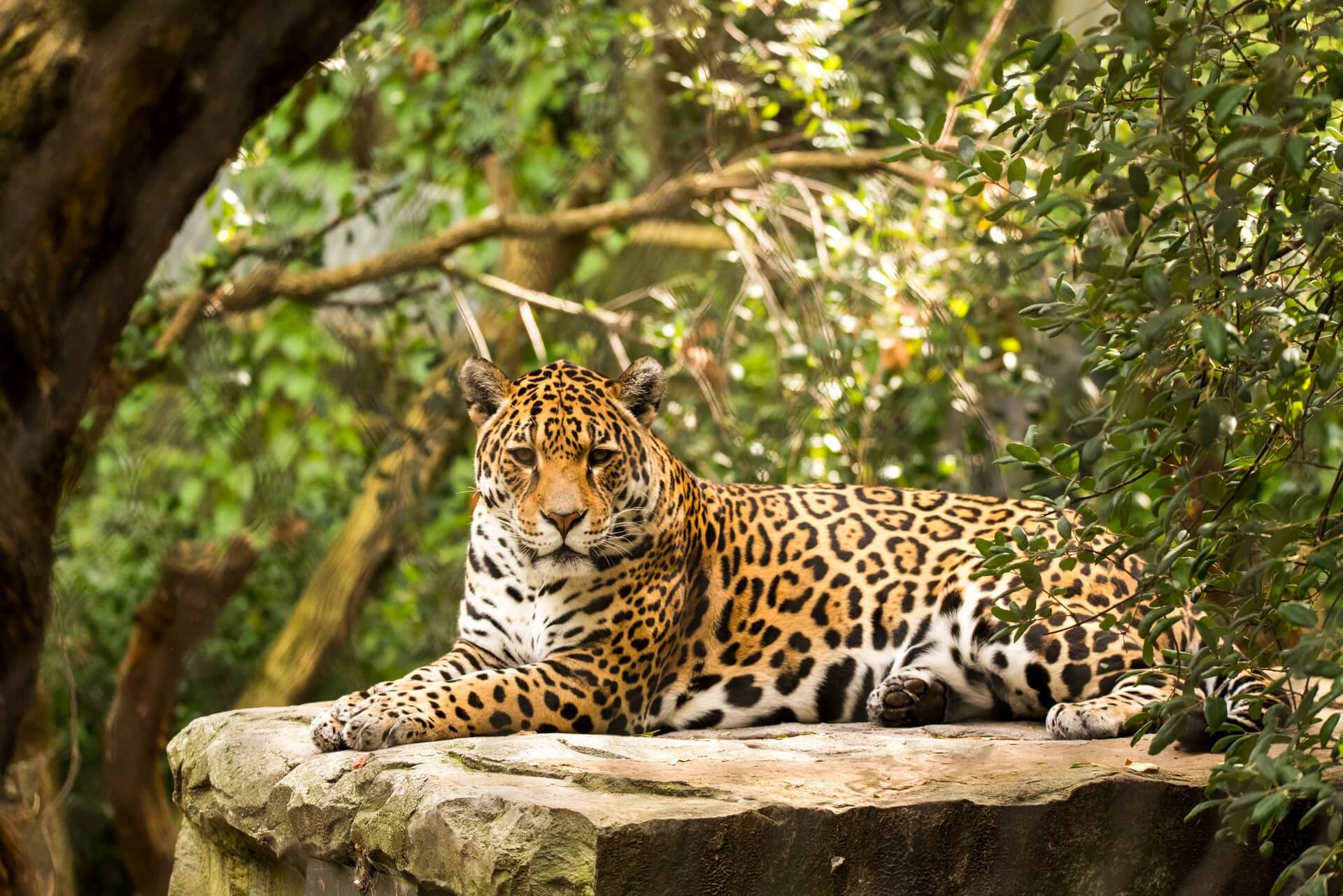 An increase to more than 1.3 million hectares of land (5000 sq miles) will make Calakmul the largest protected tropical forest north of the Orinoco River—all motivated by jaguar conservation.